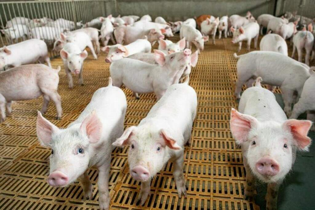 Abate de suínos cresce 16% e chega a 2,1 milhões de animais em MS