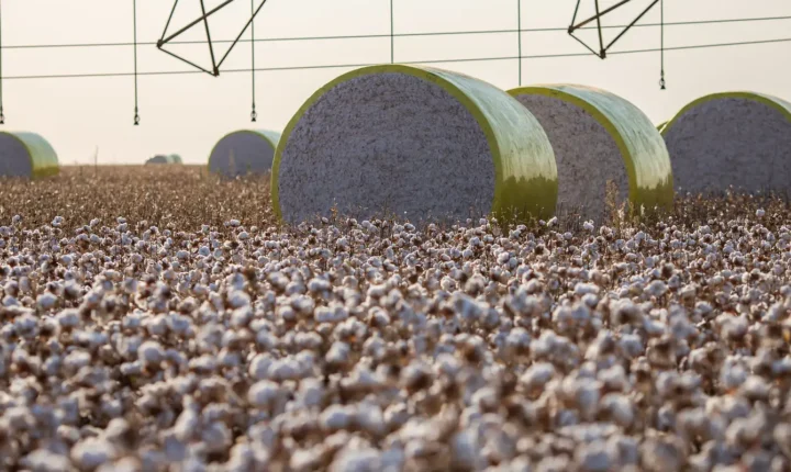 Entenda mudança no mapa que tirou Sorriso do topo da produção agrícola