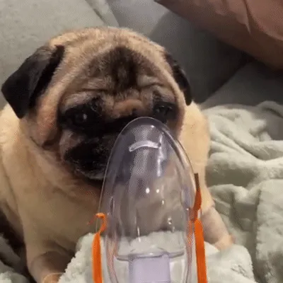 Entre o carinho e o boleto, quando vale pagar plano de saúde pet?