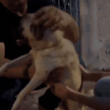 Mulher é presa por maus-tratos a pug resgatado em estado crítico em Aquidauana