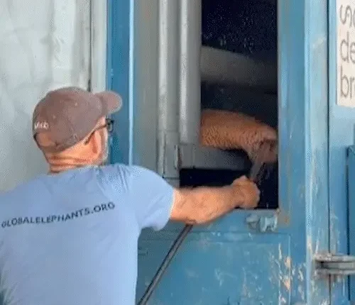 “Regado” a água de coco e isotônico, elefante Sandro cruza MS rumo à Chapada dos Guimarães