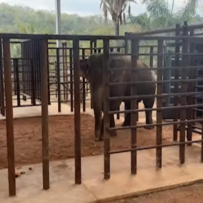 Após cruzar MS, Sandro chega a santuário “fazendo as coisinhas de elefante dele”
