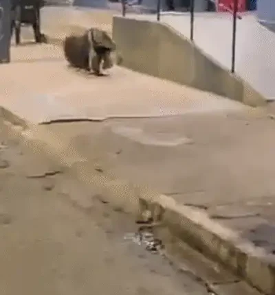 Tamanduá procura barbearia no Centro de Bandeirantes, mas expediente já havia terminado