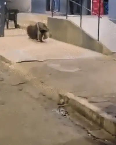 Tamanduá procura barbearia no Centro de Bandeirantes, mas expediente já havia terminado