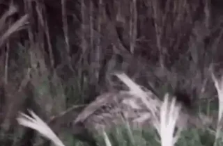 Ao som de rugidos, onças se engalfinham em briga por fêmea no Pantanal