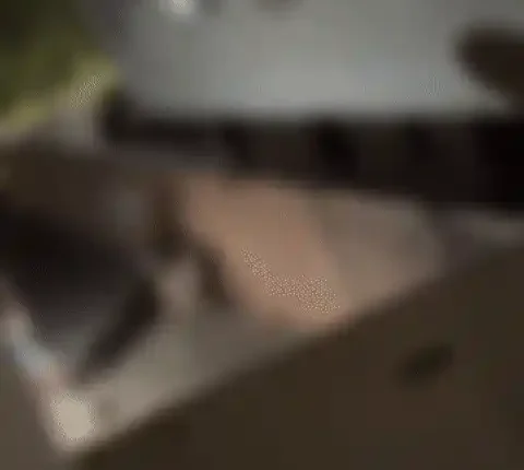 Cachorro é espancado a pauladas e resgatado com lesão grave no olho em Campo Grande
