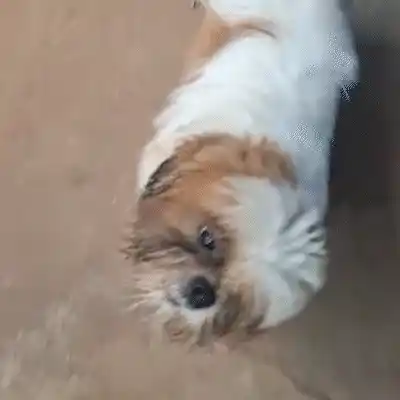Estudante acolhe Shih Tzu perdido em lar temporário na Vila Anahy