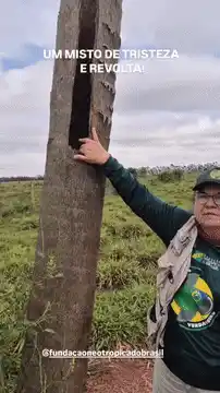 Dois filhotes de papagaio-verdadeiro são roubados de ninho monitorado em MS