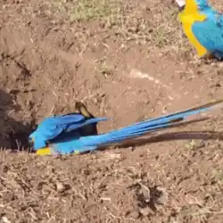 Casal de araras cava buraco na calçada onde antes havia palmeira em Três Lagoas