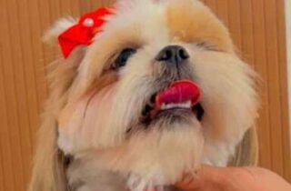 Família busca shih-tzu que ajuda criança com TDAH e oferece R$ 500 em Campo Grande