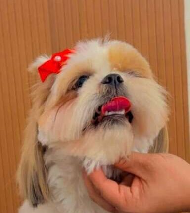 Família busca shih-tzu que ajuda criança com TDAH e oferece R$ 500 em Campo Grande