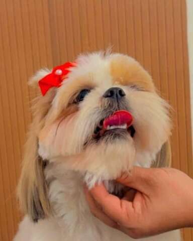 Família busca shih-tzu que ajuda criança com TDAH e oferece R$ 500 em Campo Grande