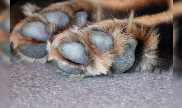 Homem é preso após espancar cachorro e ameaçar sobrinha de morte em Apucarana