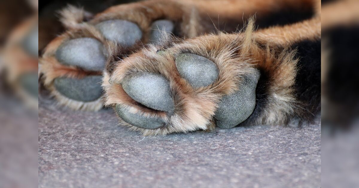 Homem é preso após espancar cachorro e ameaçar sobrinha de morte em Apucarana
