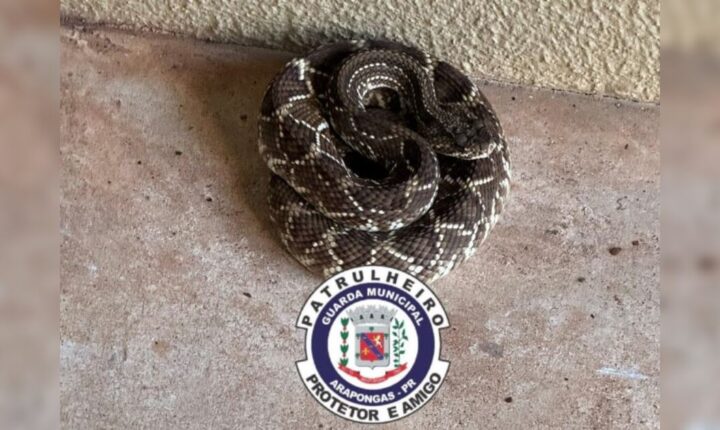 Três cobras são capturadas na área urbana de Arapongas em dia atípico