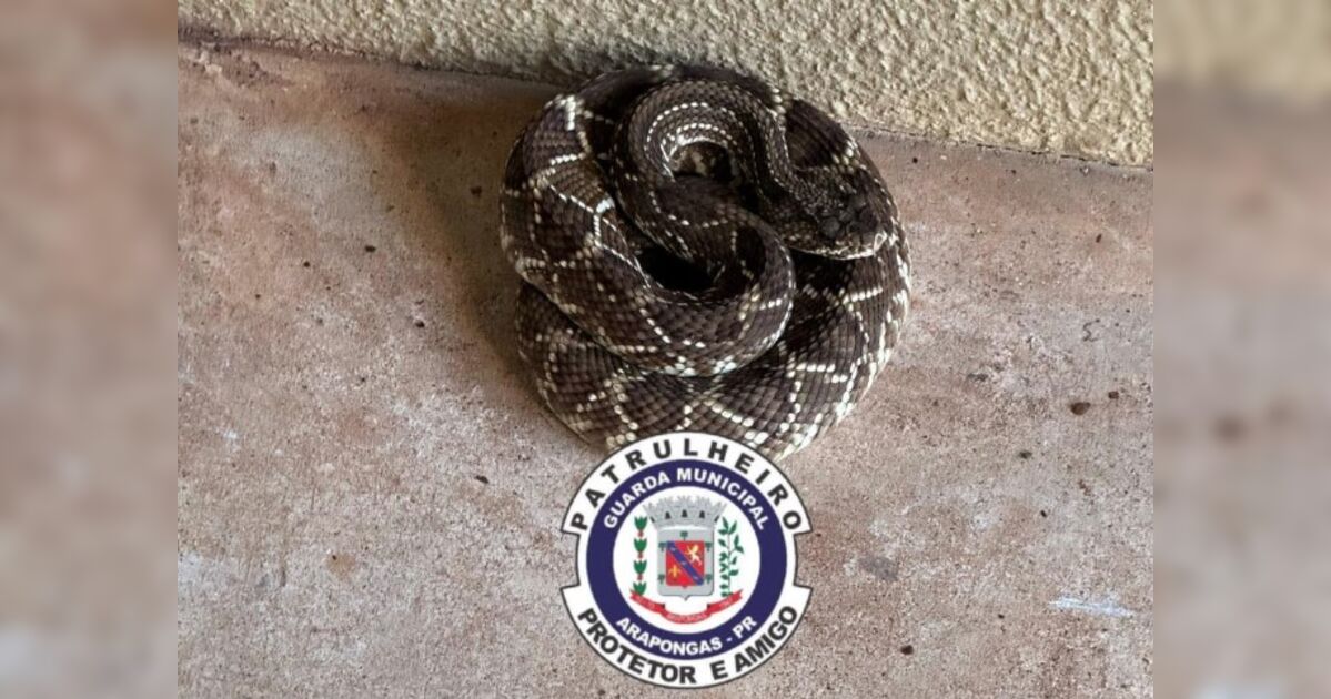 Três cobras são capturadas na área urbana de Arapongas em dia atípico