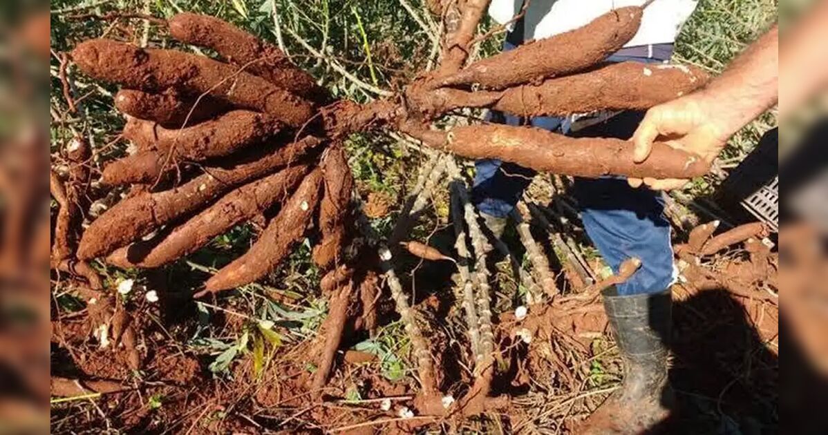 Agricultor flagra trio furtando mandioca em propriedade rural de Rio Bom