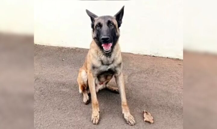Morre o cão policial Rintin Tin do Canil do 10º BPM de Apucarana