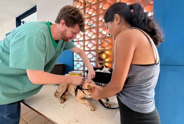 Cães e gatos terão atendimento gratuito no Parque Residencial Maria Aparecida Pedrossian