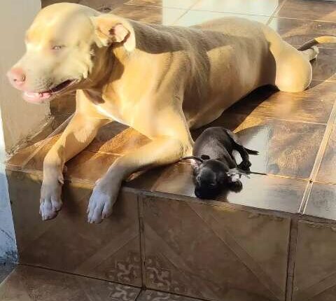 Amizade inusitada: pinscher e pitbull fogem juntas na região do Aero Rancho