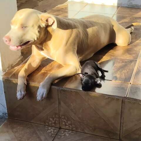 Amizade inusitada: pinscher e pitbull fogem juntas na região do Aero Rancho