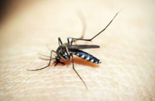 Mosquitos da dengue expandem alcance e chegam a novos territórios