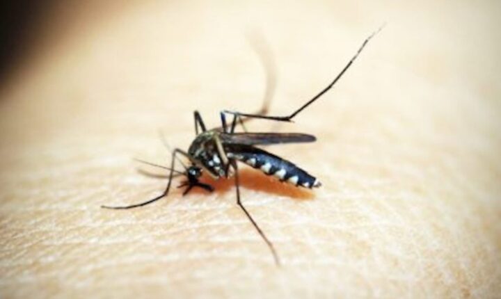 Mosquitos da dengue expandem alcance e chegam a novos territórios