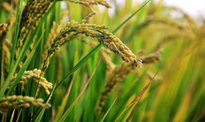Estudo apoia pedido de selo de origem para Arroz Anã do Rio