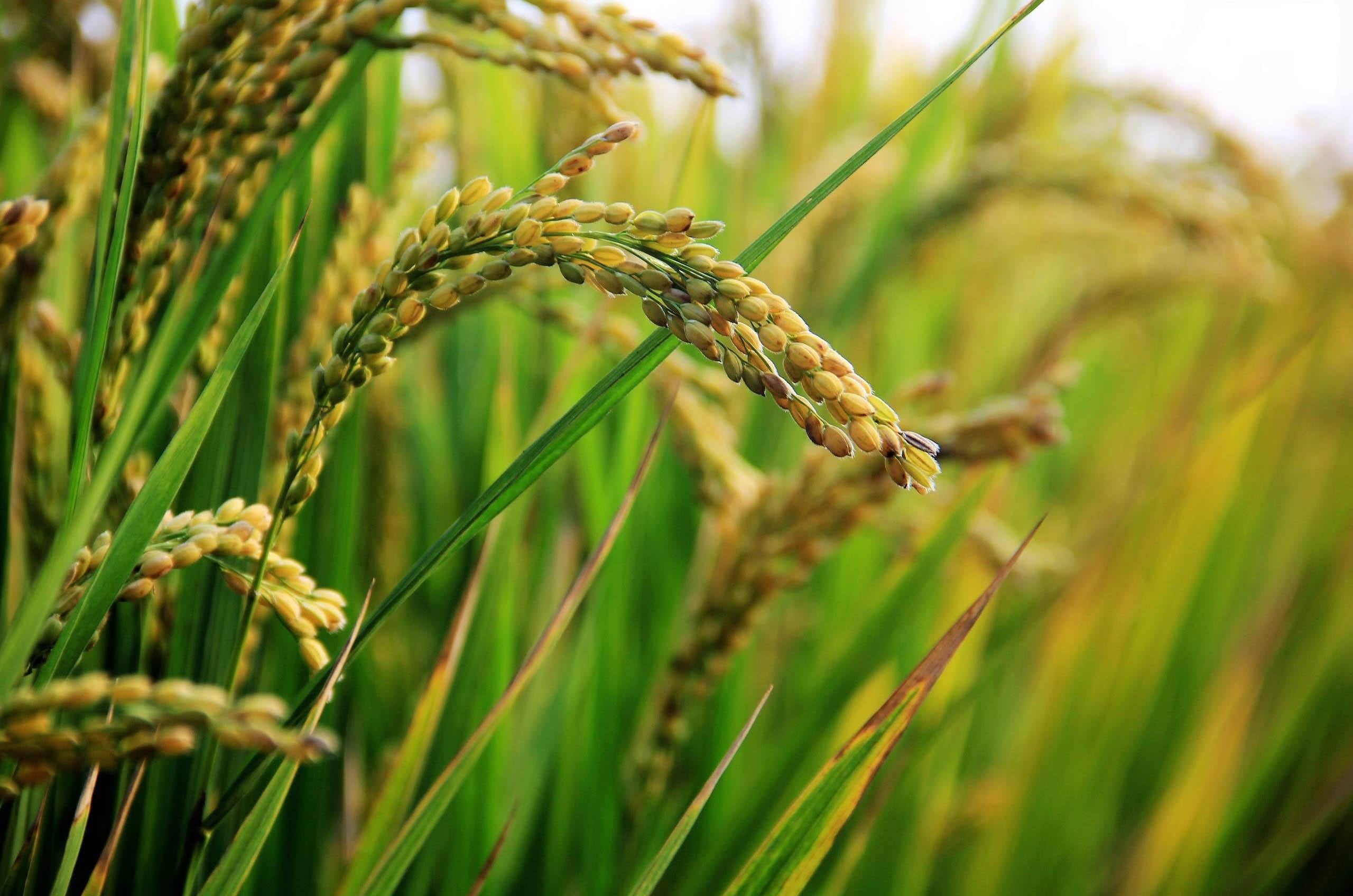 Estudo apoia pedido de selo de origem para Arroz Anã do Rio