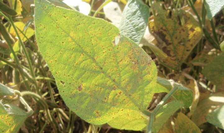 Manejo adequado pode reduzir impactos do El Niño sobre a soja