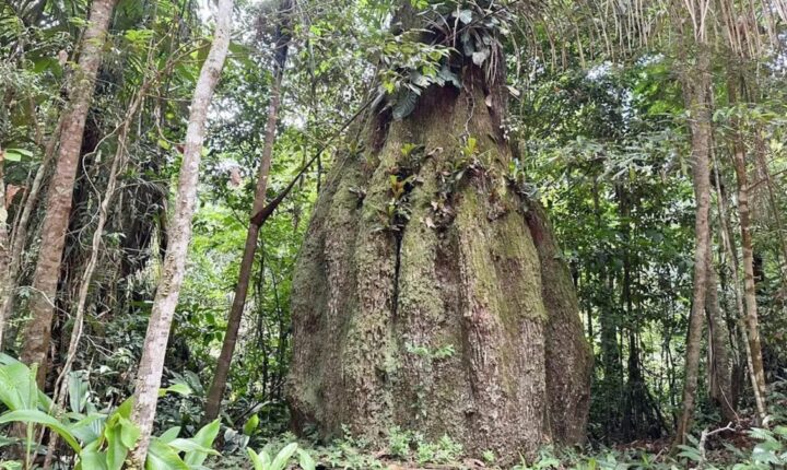 Amazonas ganha 4 reservas de desenvolvimento sustentável