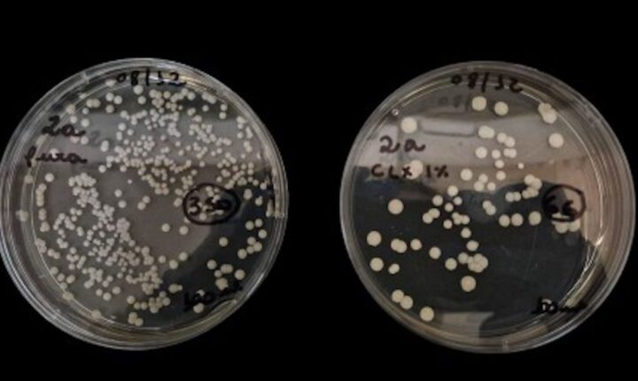 Antisséptico à base de clorexidina combate fungo hospitalar