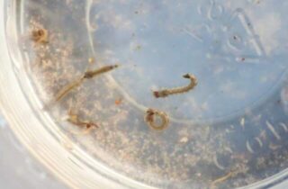 Pacote de R$ 4,8 milhões prevê remédios e testes contra dengue