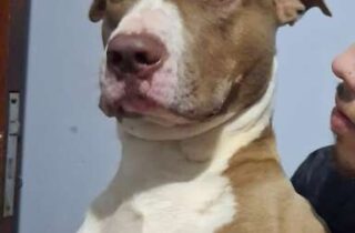 Pit bull desaparece após temporal e tutora faz apelo por ajuda em Campo Grande