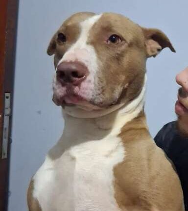 Pit bull desaparece após temporal e tutora faz apelo por ajuda em Campo Grande