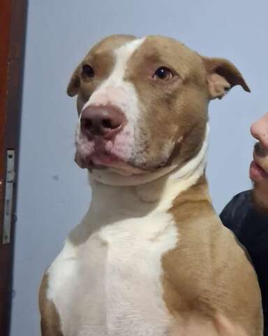 Pit bull desaparece após temporal e tutora faz apelo por ajuda em Campo Grande