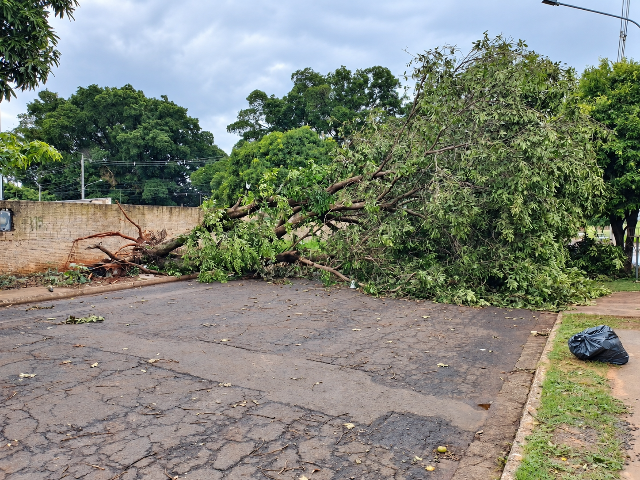 Árvore caída há 5 dias bloqueia rua inteira no Universitário em Campo Grande