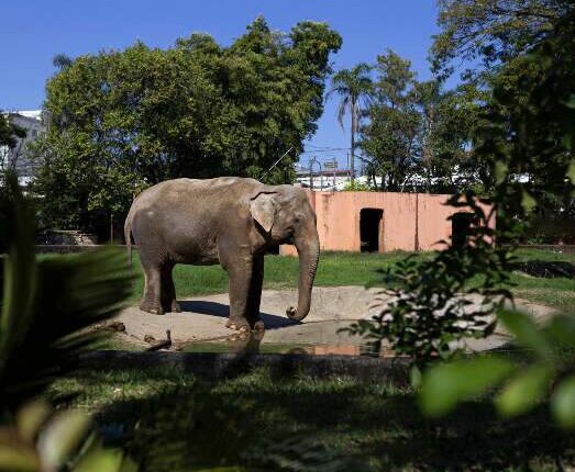 Mais um na rota de MS: elefante ‘Sandro’ cruzará o Estado rumo a Santuário
