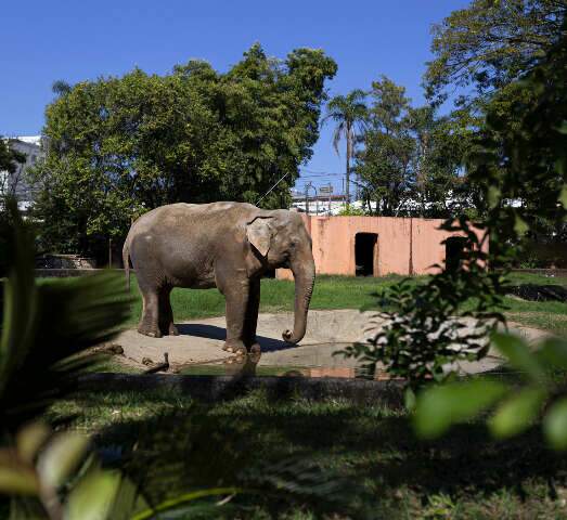 Mais um na rota de MS: elefante ‘Sandro’ cruzará o Estado rumo a Santuário