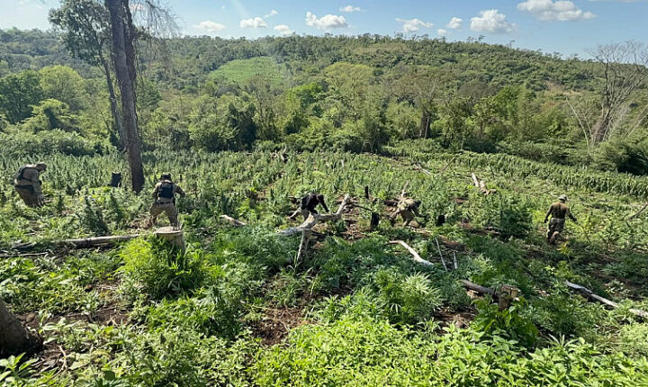 Quase 30 toneladas de maconha com destino ao Brasil são apreendidas no Paraguai