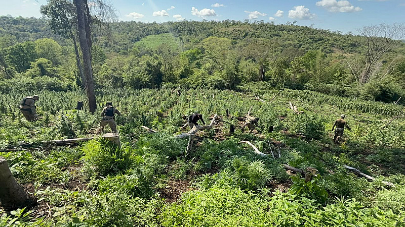 Quase 30 toneladas de maconha com destino ao Brasil são apreendidas no Paraguai