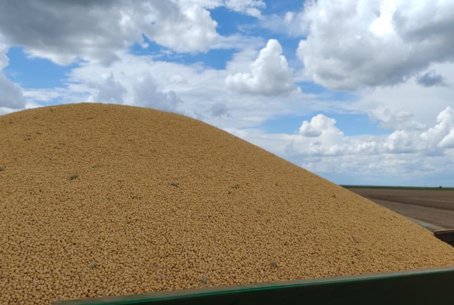 Milho tem 98,4% da área colhida e só 35 mil hectares seguem no campo em MS