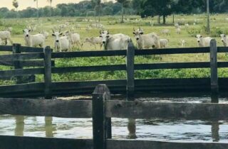 Terras rurais no Pantanal custam até 31 vezes menos que em áreas agrícolas em MS