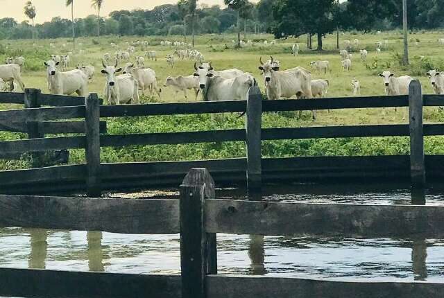 Terras rurais no Pantanal custam até 31 vezes menos que em áreas agrícolas em MS