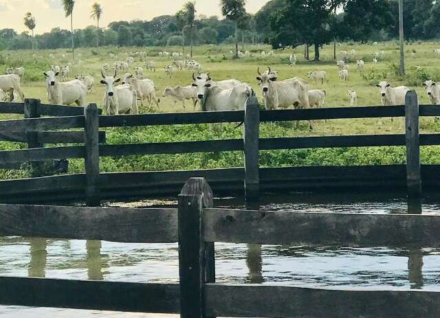 Terras rurais no Pantanal custam até 31 vezes menos que em áreas agrícolas em MS