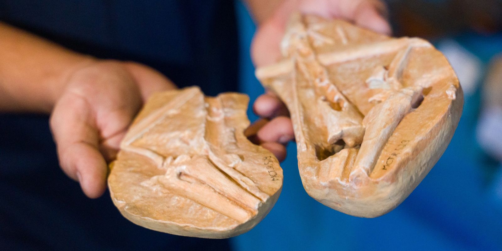Exposição do Museu de Ciências da Terra leva fósseis e dinossauros ao Morro da Urca
