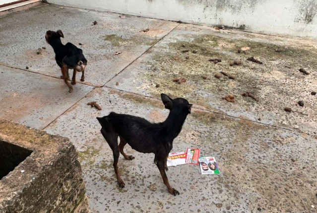 Vendedor é preso em flagrante por manter dois cães em situação de desnutrição severa em Campo Grande