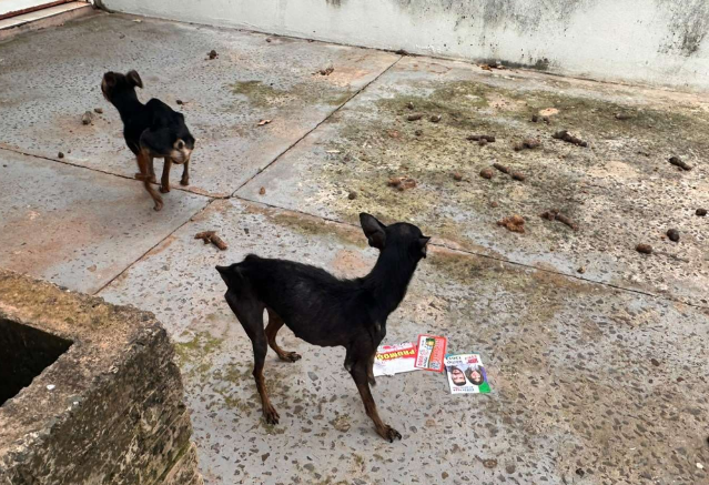 Vendedor é preso em flagrante por manter dois cães em situação de desnutrição severa em Campo Grande