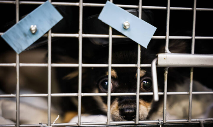 Azul registra 47,2 mil cães e gatos em voos e Viracopos lidera movimento