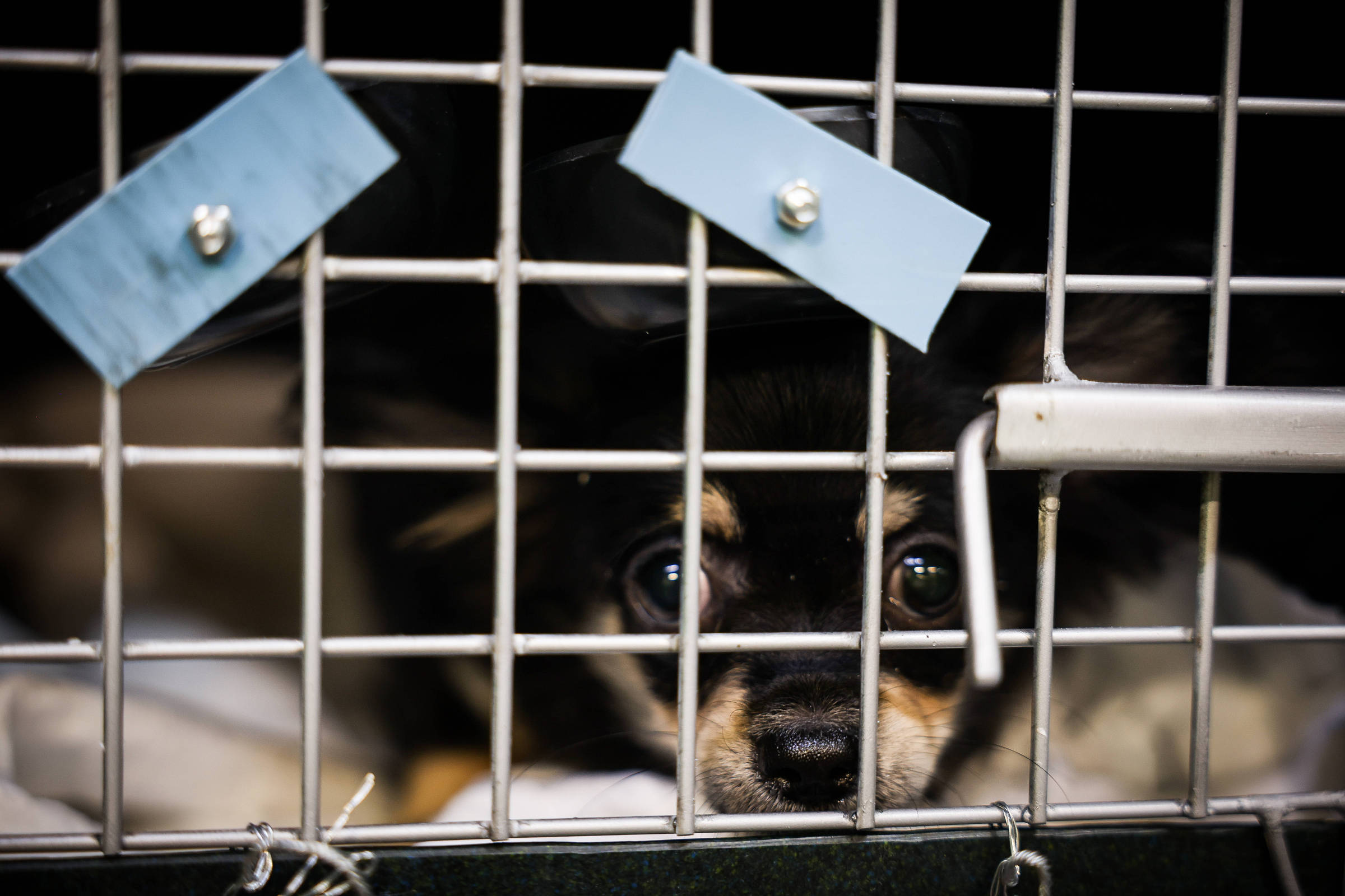 Azul registra 47,2 mil cães e gatos em voos e Viracopos lidera movimento